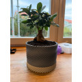 Modern spiral planter with saucer