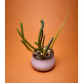 Green onion holder for growing in water