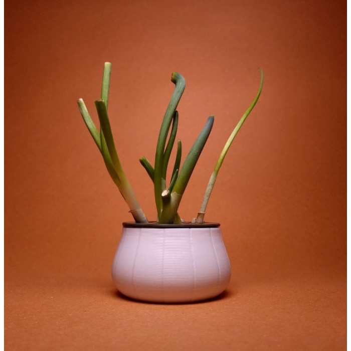 Green onion holder for growing in water