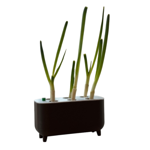 Small kitchen green onion grower without soil
