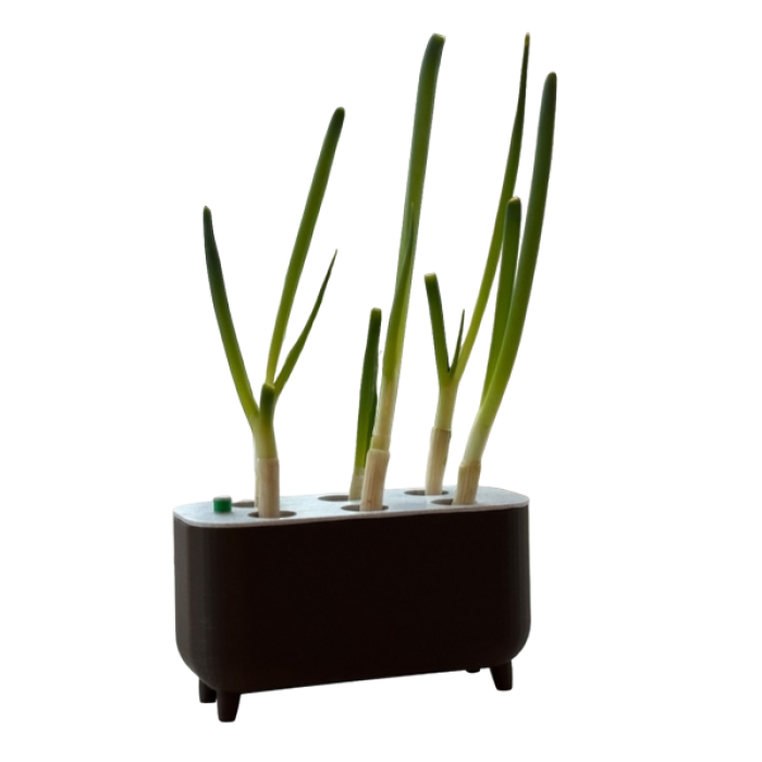 Small kitchen green onion grower without soil