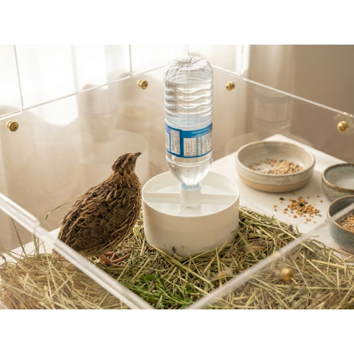 Quail and chick drinker with bottle adapter