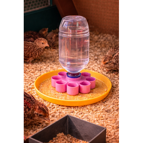 Drinker tray for quail and chick chicks