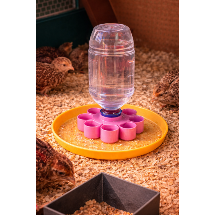 Drinker tray for quail and chick chicks