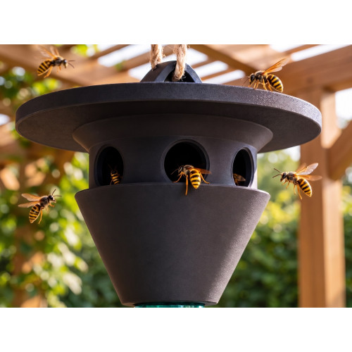 Chinese Style Wasp Trap