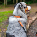 Leather Dog Collar