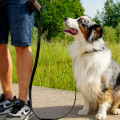 Leather Dog Leash